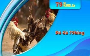 Đá gà 79king